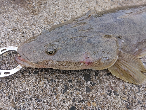 マゴチの釣果