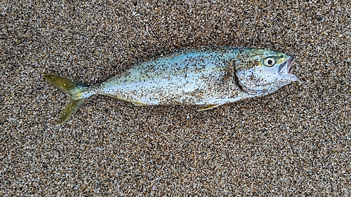 ワカシの釣果