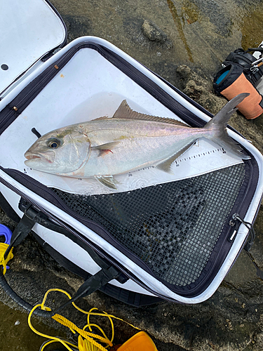 カンパチの釣果