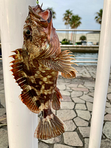 カサゴの釣果