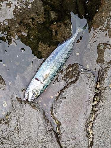 サバの釣果