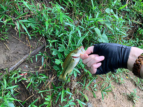 ラージマウスバスの釣果