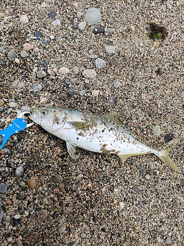 イナダの釣果