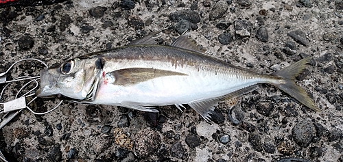 マアジの釣果