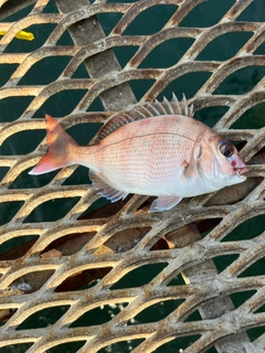 チャリコの釣果