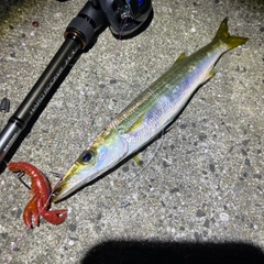 カマスの釣果