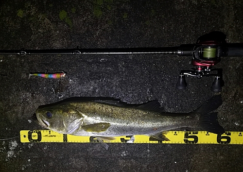 シーバスの釣果