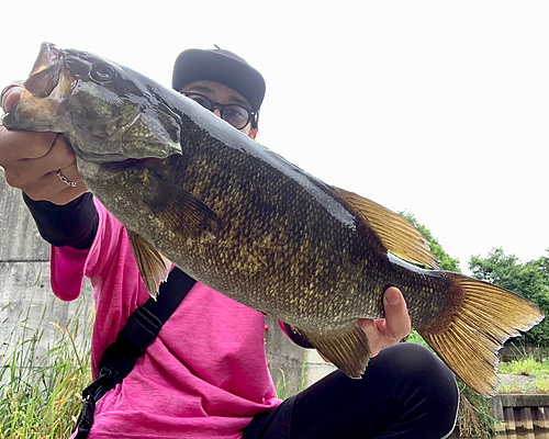 スモールマウスバスの釣果