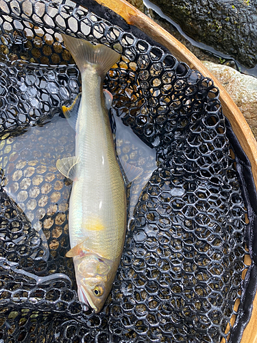 アユの釣果