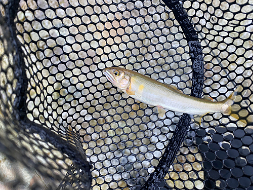 アユの釣果