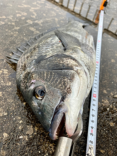 クロダイの釣果