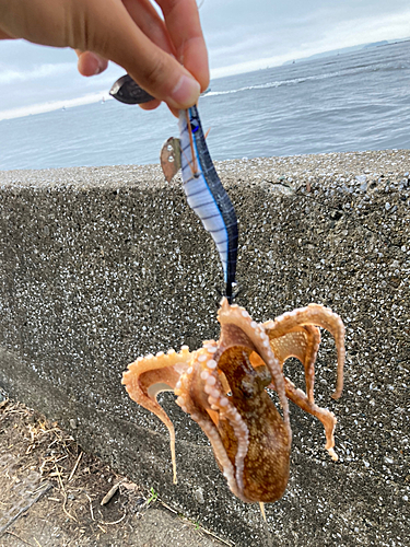 タコの釣果