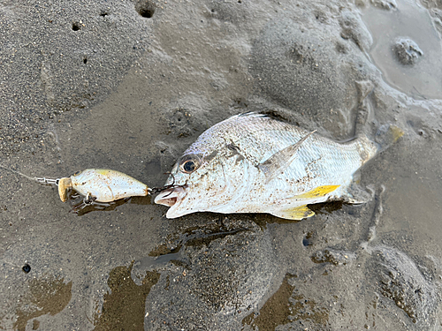 キビレの釣果