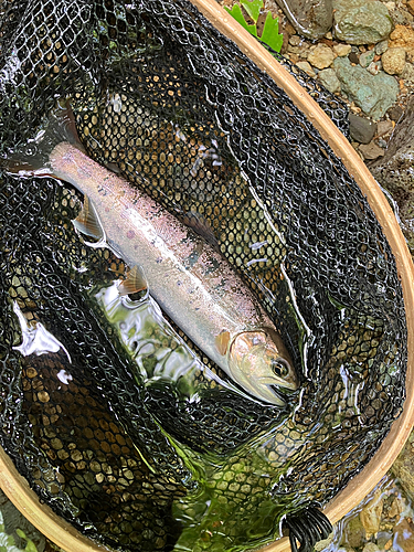 ヤマメの釣果