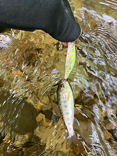 ヤマメの釣果