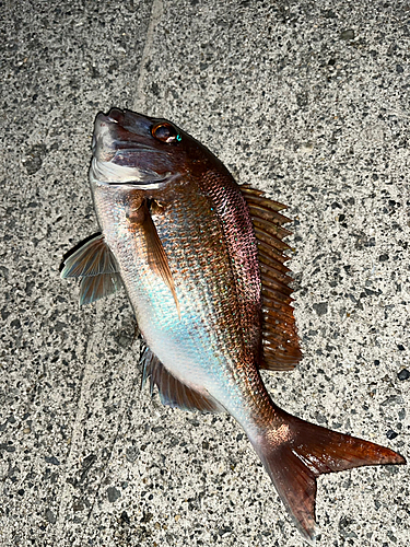 マダイの釣果