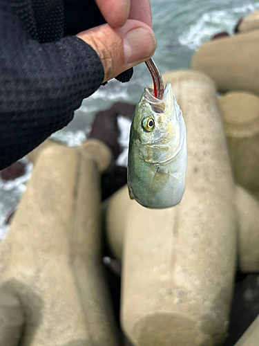 ワカシの釣果