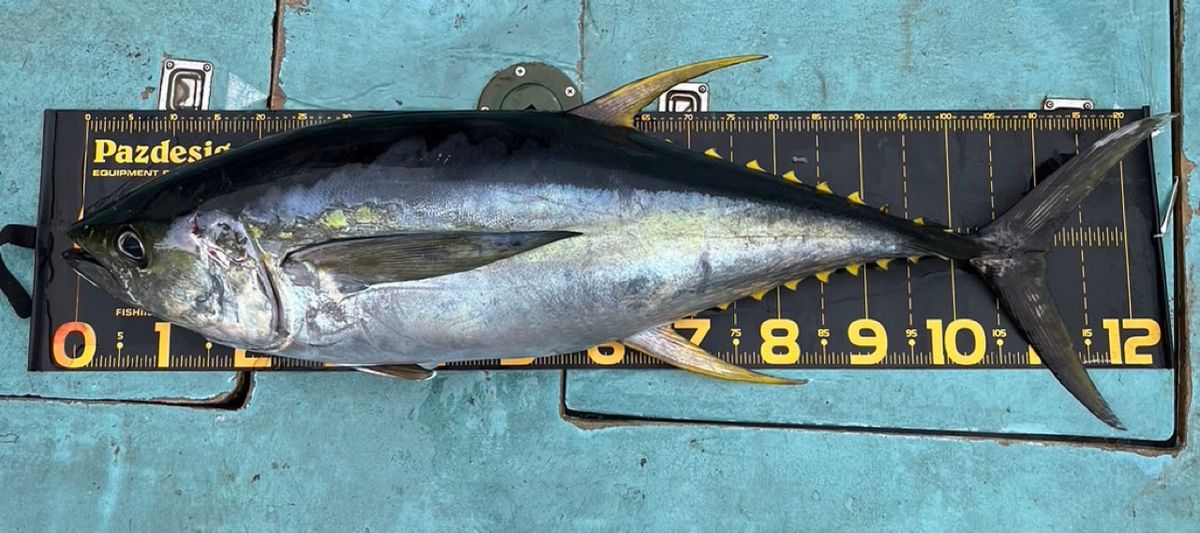 Sea🎣saaaaa〜さんの釣果 2枚目の画像