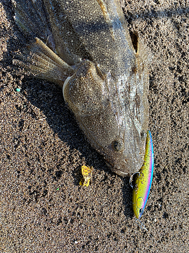 マゴチの釣果