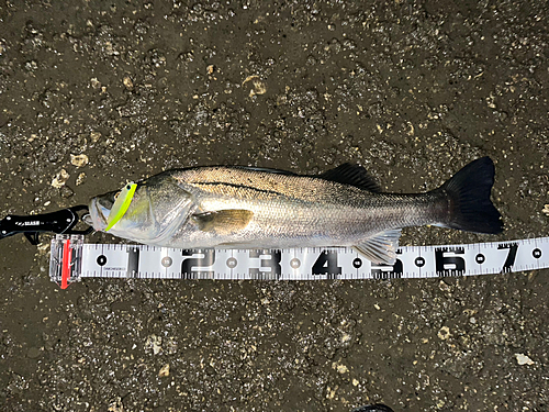 シーバスの釣果