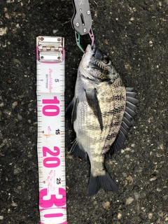 チヌの釣果