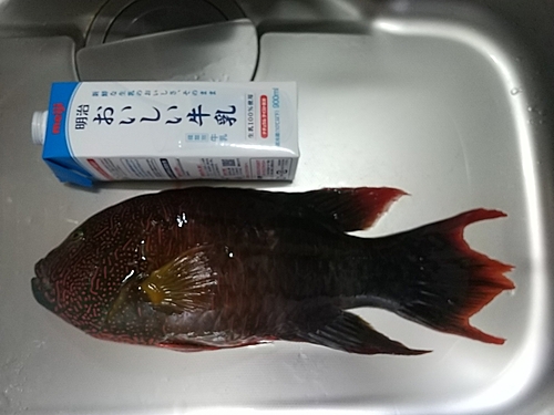 ミツバモチノウオの釣果