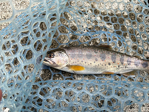 アマゴの釣果