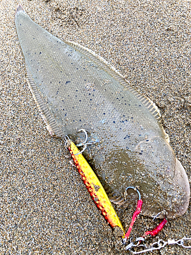 シタビラメの釣果