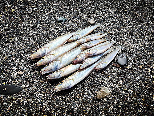 キスの釣果