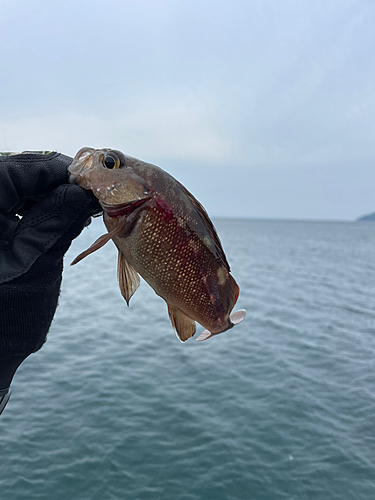 エゾメバルの釣果