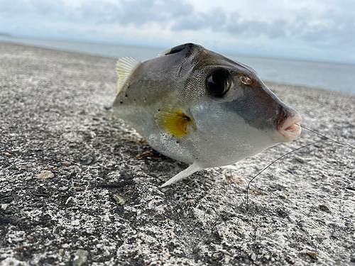 ギマの釣果