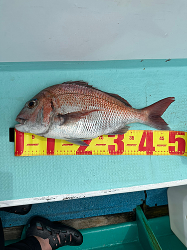 マダイの釣果