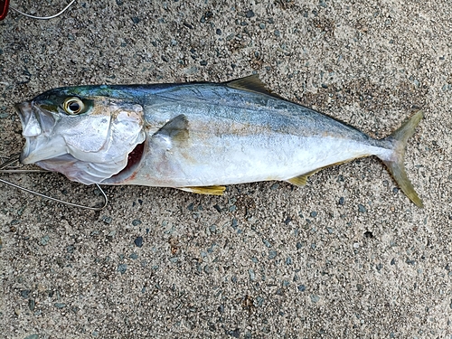 ヒラマサの釣果