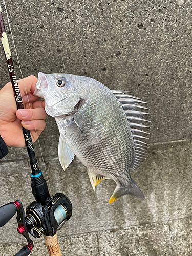 キビレの釣果