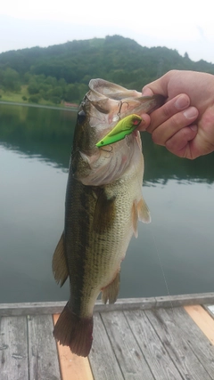 ラージマウスバスの釣果