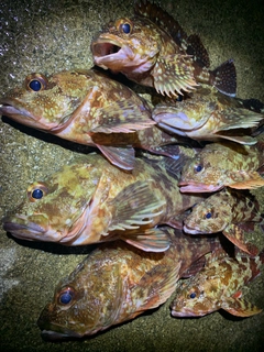 ガシラの釣果
