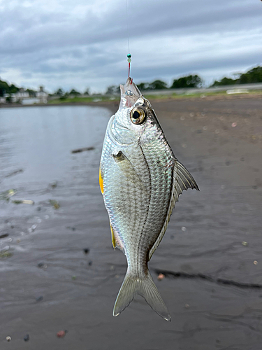 クロサギの釣果