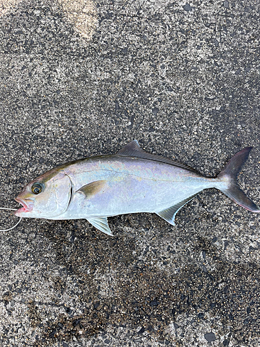 ショゴの釣果