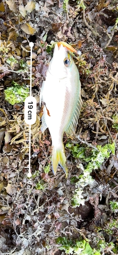 ヒトスジタマガシラの釣果