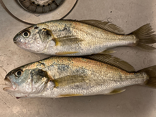 イシモチの釣果