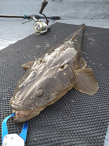 マゴチの釣果