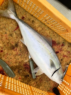 ハマチの釣果