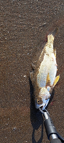 ニベの釣果