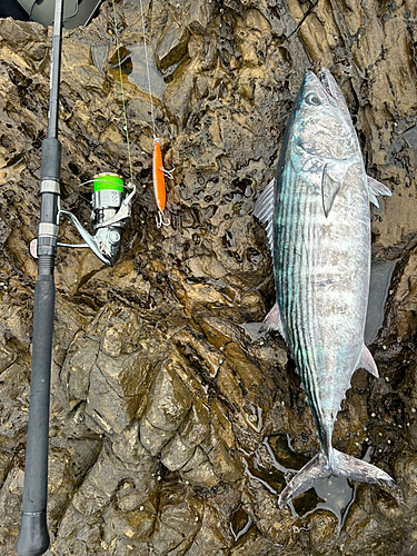 ハガツオの釣果