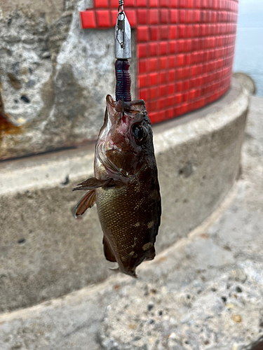 ガヤの釣果