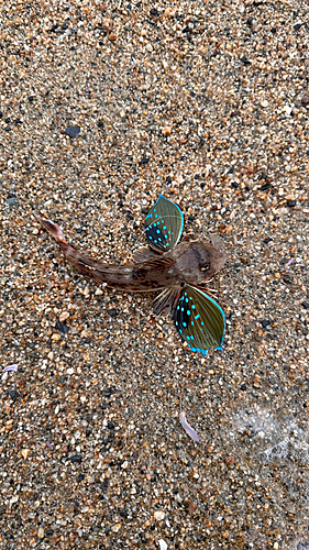 ホウボウの釣果