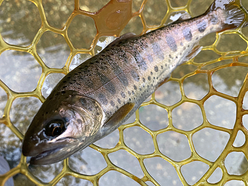 ヤマメの釣果