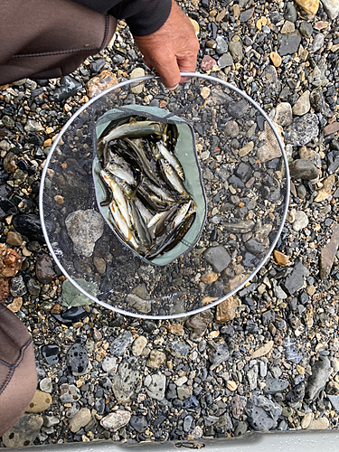 アユの釣果