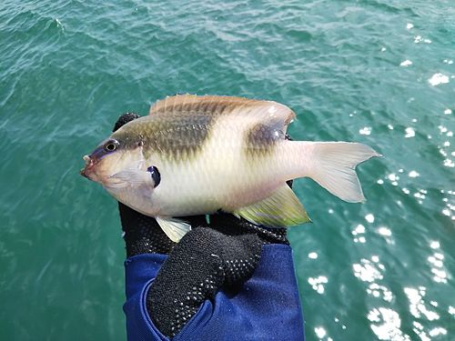 スズメダイの釣果