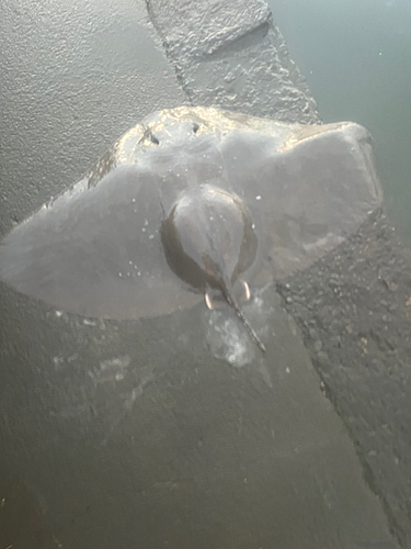 ツバクロエイの釣果